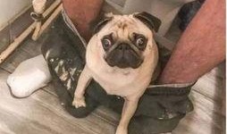 狗狗爆料主人躲厕所视频,狗狗意外曝光主人躲厕所的搞笑瞬间