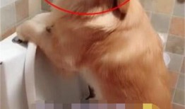 狗狗爆料主人躲厕所视频,狗狗意外曝光主人躲厕所的搞笑瞬间