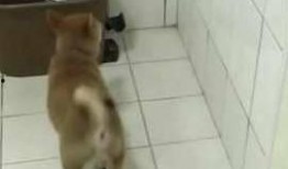 狗狗爆料主人躲厕所视频,狗狗意外曝光主人躲厕所的搞笑瞬间
