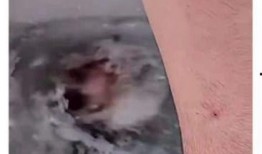 柯基最新爆料视频在线观看,揭秘幕后真相，带你走进神秘世界