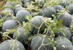 新昌吃瓜最新事件爆料视频,揭秘幕后真相，视频爆料引发热议