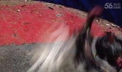 小李的爆料视频大全,揭秘娱乐圈幕后真相