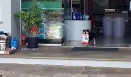 新兴宠物店爆料新闻视频,新兴宠物市场背后的惊人真相