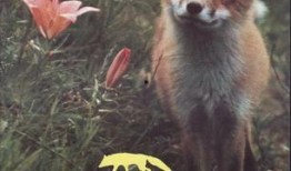 爆料三只狐狸的故事视频,揭秘森林深处的传奇故事